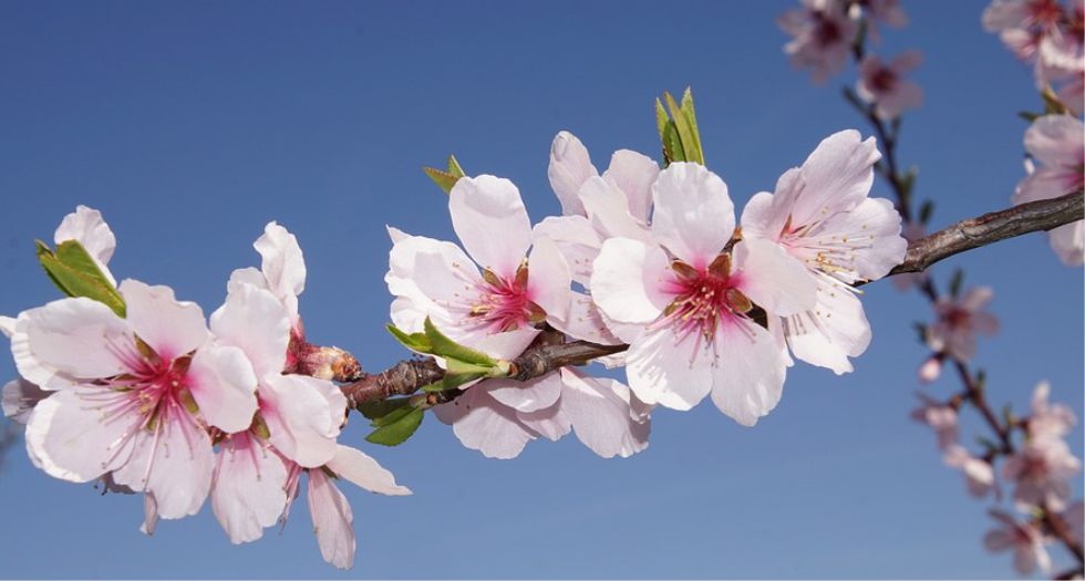 زهرة اللوز Almond Blossom