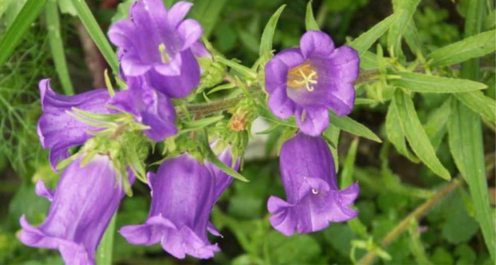 زهرة الجريس Bellflower