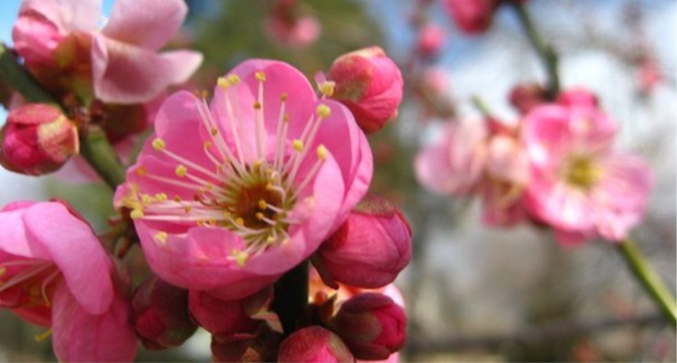 زهرة المشمش Apricot blossom