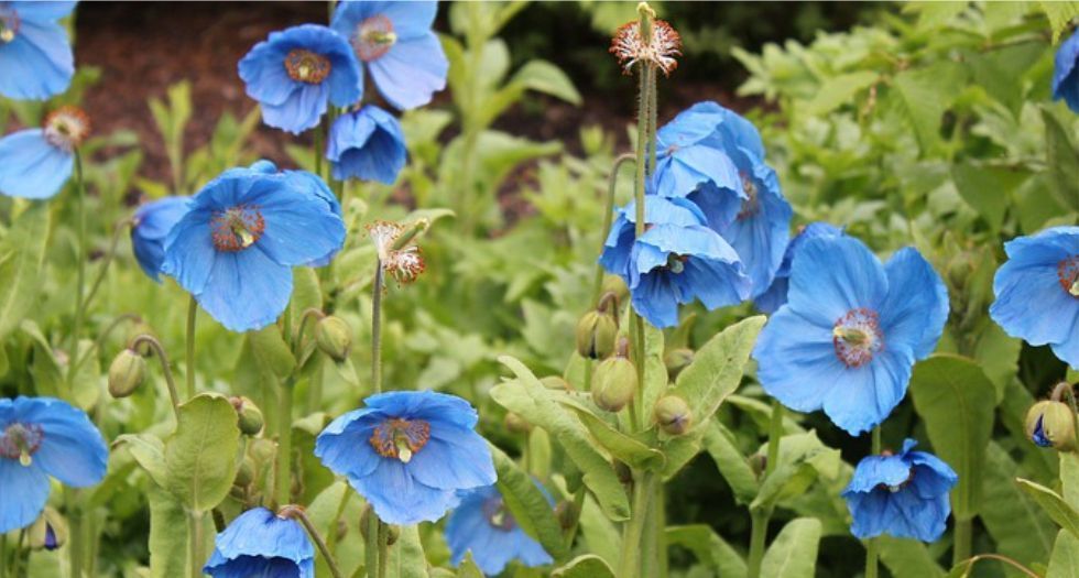 الخشاش الازرق Blue Poppy
