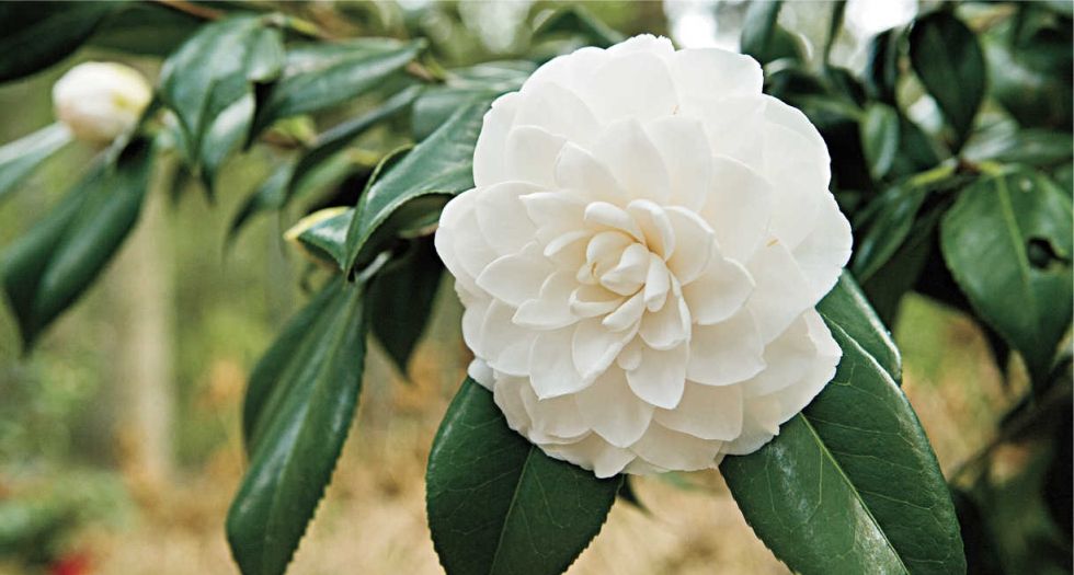 الكاميليا camellia