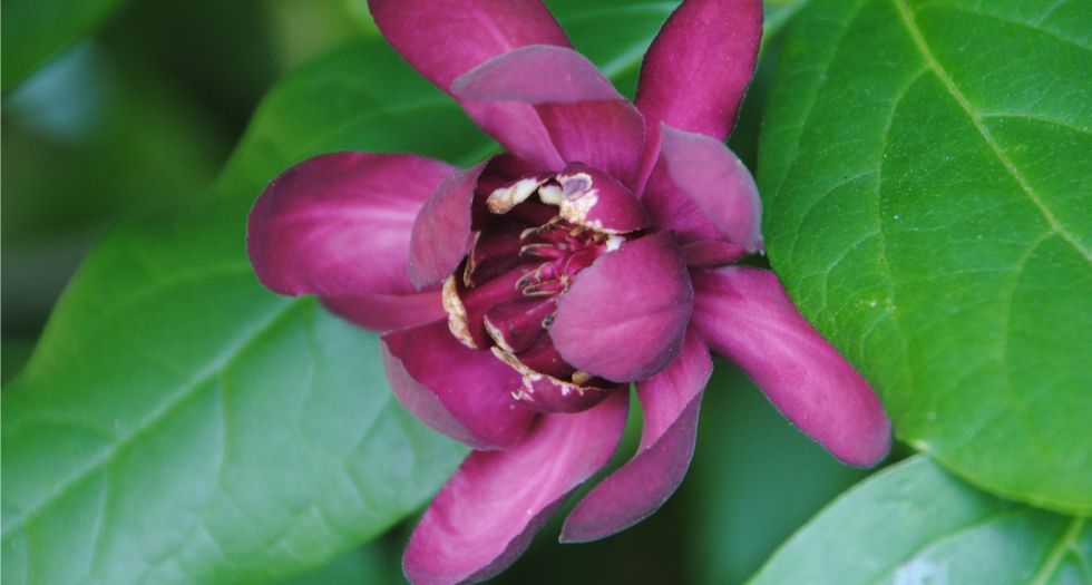 كاليكانثوس Calycanthus