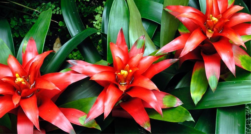 بروميليا Bromelia