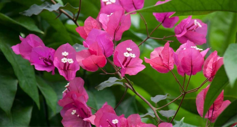 الجهنمية Bougainvillea