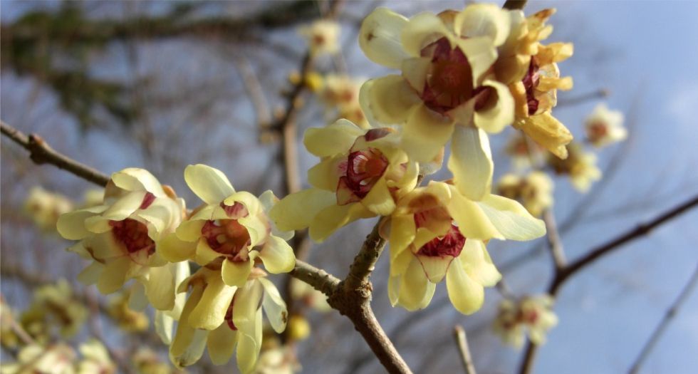 زهرة الشتاء Chimonanthus or Wintersweet