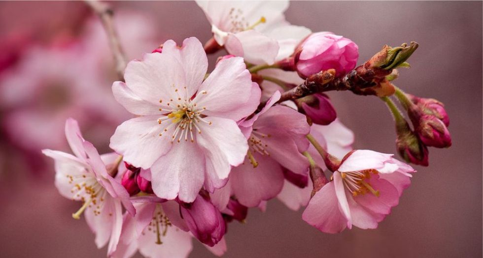زهرة الكرز Cherry blossom