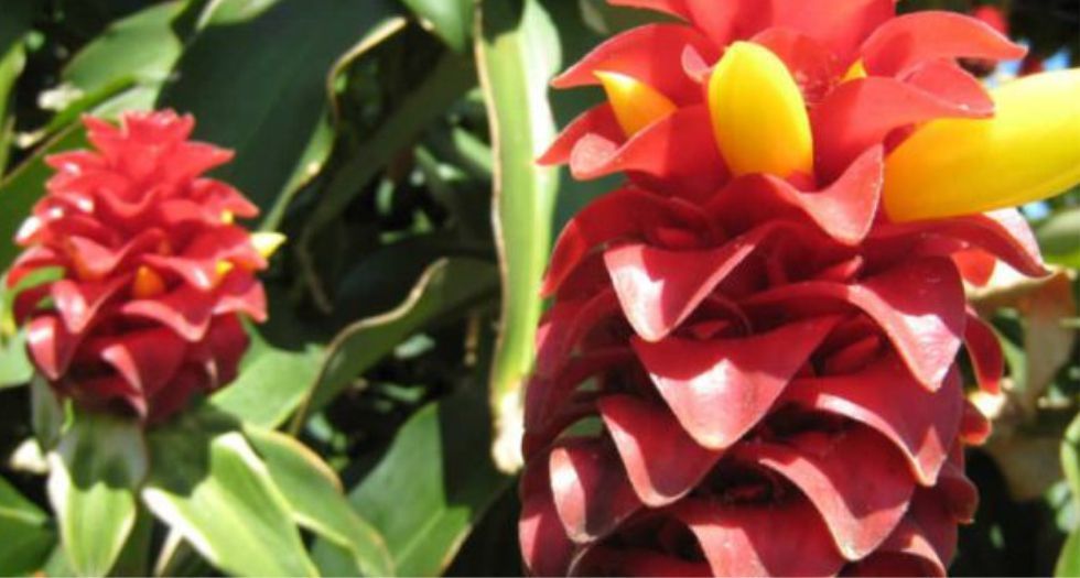 نبات القسط Costus