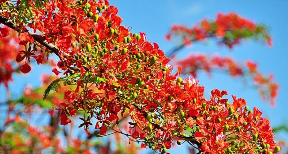 شجرة الكريسماس Christmas Tree or Flame Tree