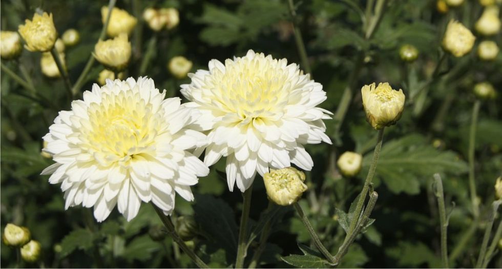 أقحوان Chrysanthemum