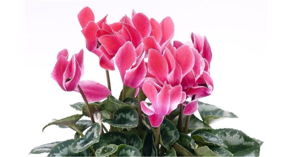 بخور مريم Cyclamen