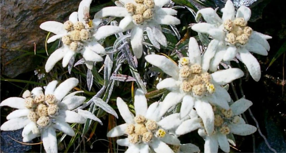 زهرة إديلويس Edelweiss