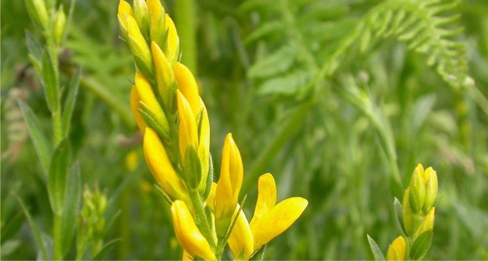 دييرز جرينويد Dyer's Greenweed