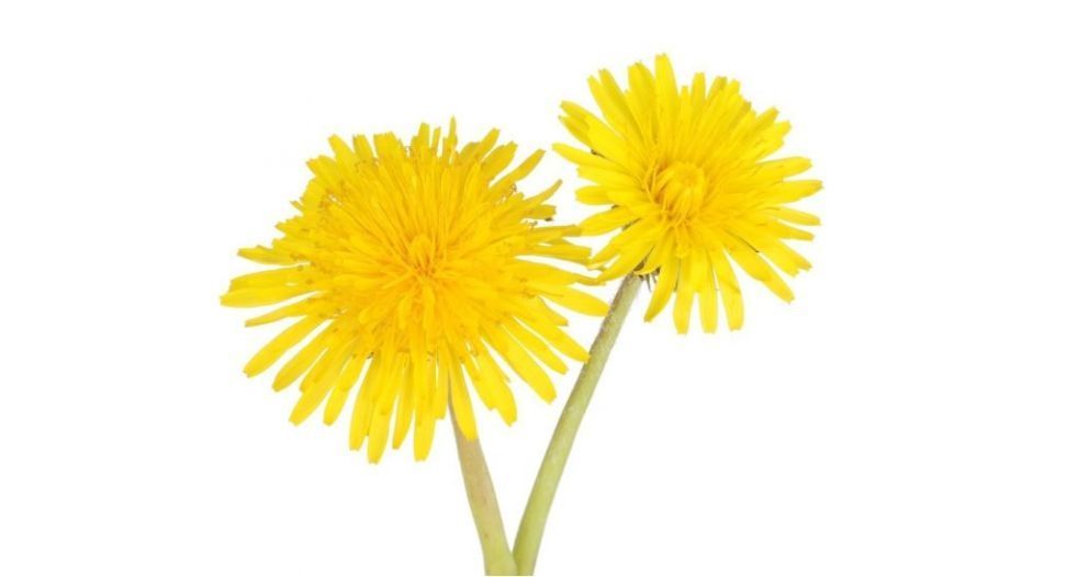 الهندباء Dandelion