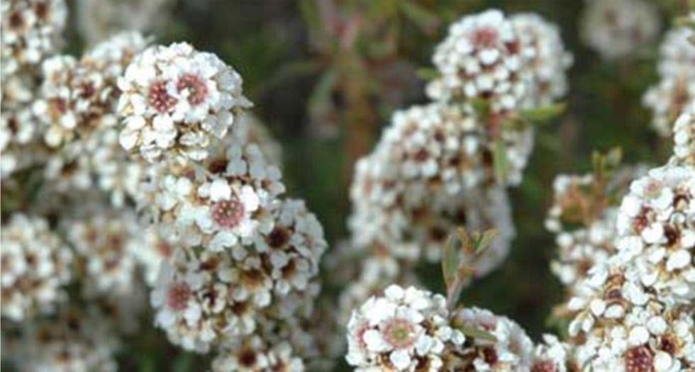 فراغونيا Fragonia
