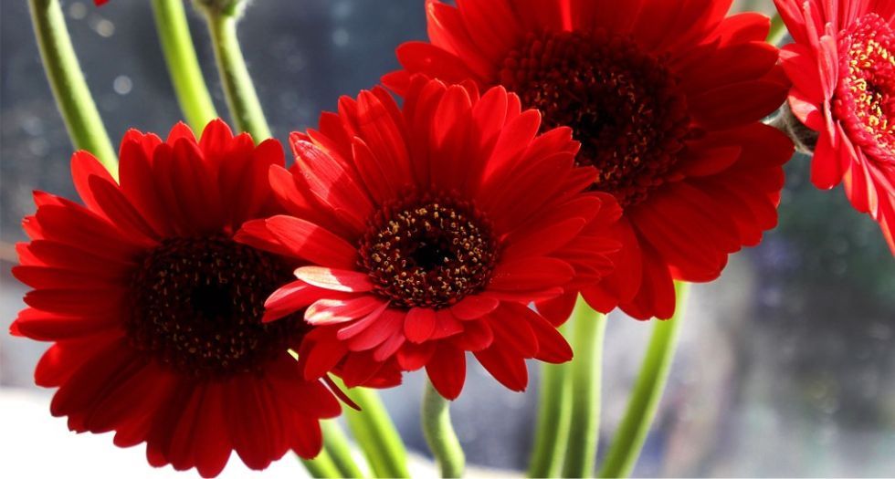 جربارة Gerbera