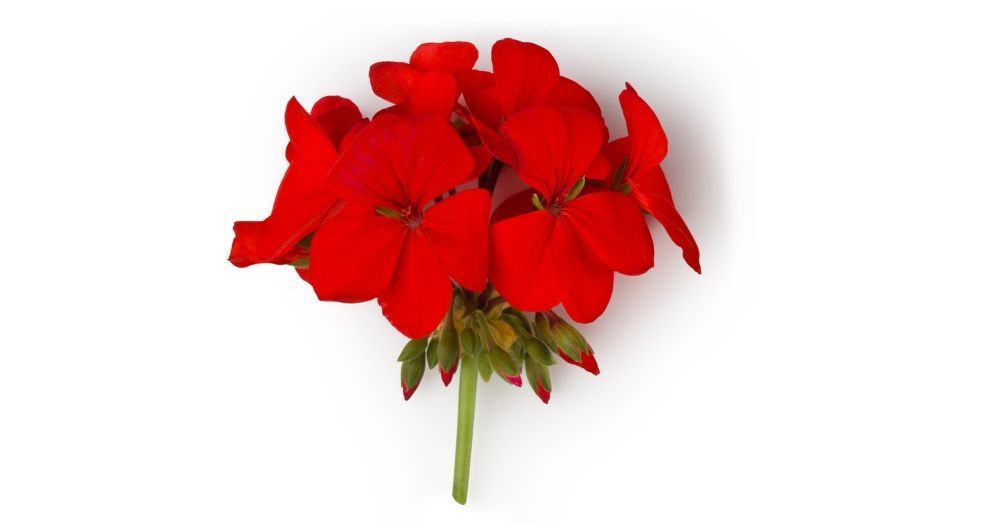 ابرة الراعي Geranium