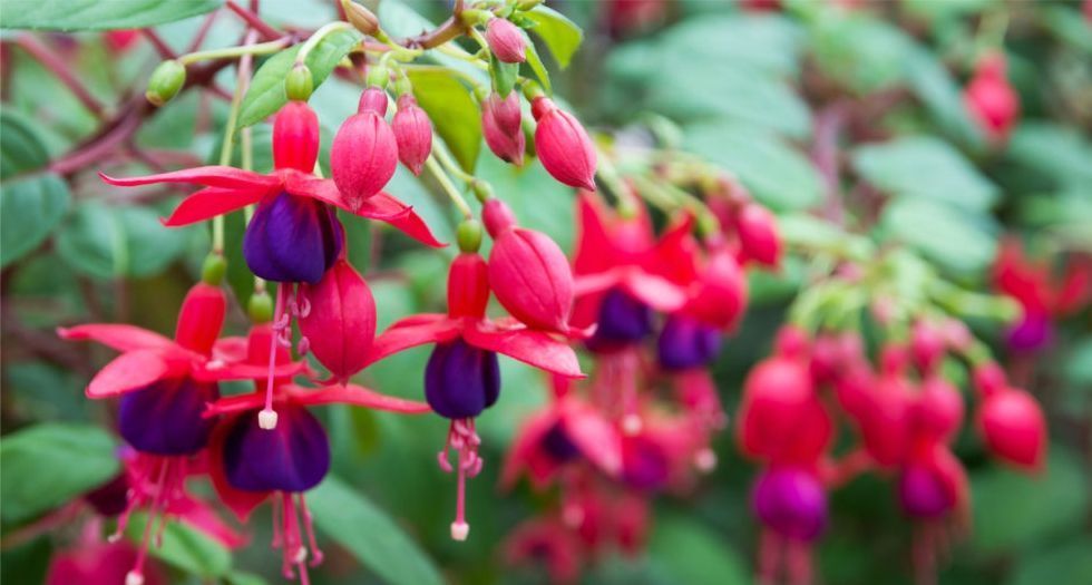 فوشية Fuchsia
