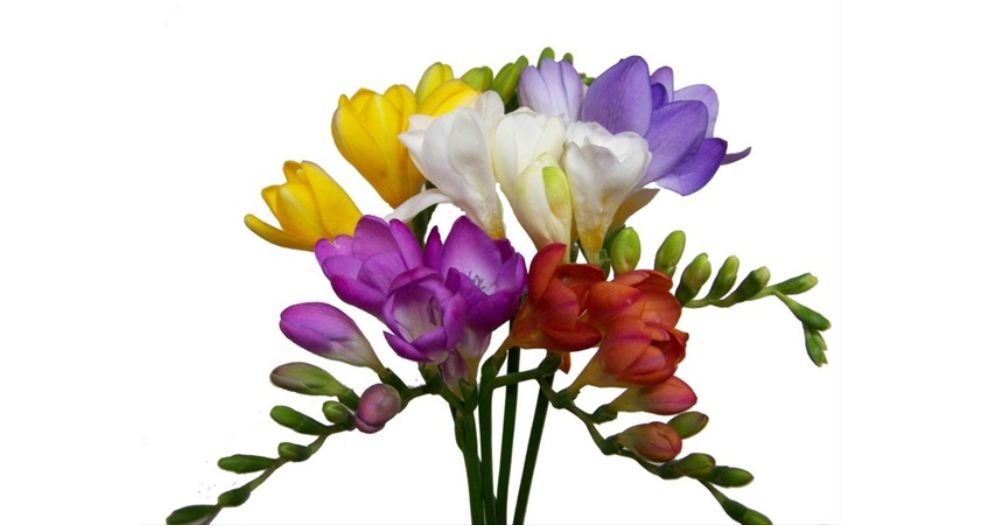 فريزيا Freesia