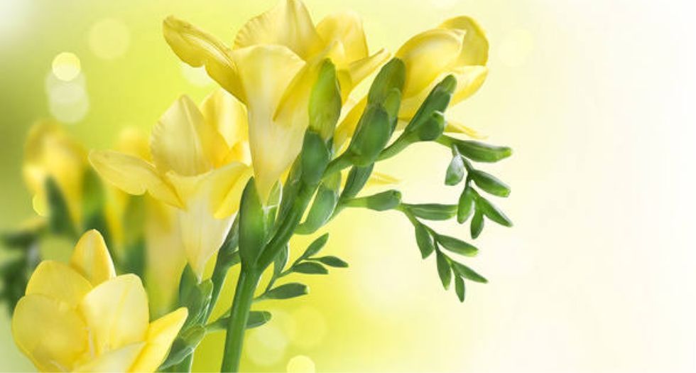 فريزيا صفراء Yellow Freesia