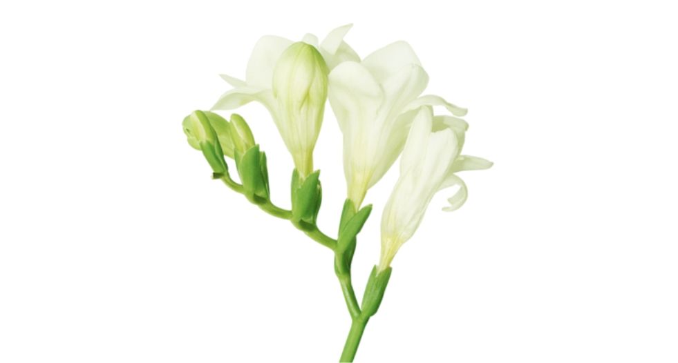 فريزيا بيضاء White Freesia