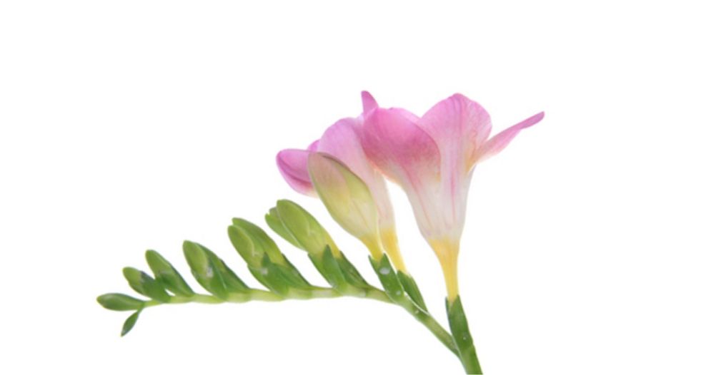 فريزيا وردية Pink Freesia