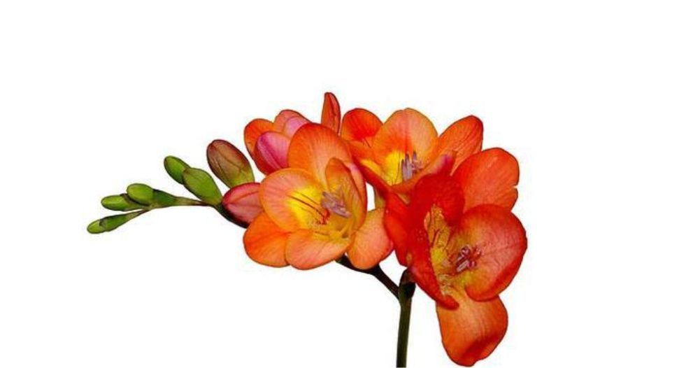 فريزيا حمراء Red freesia