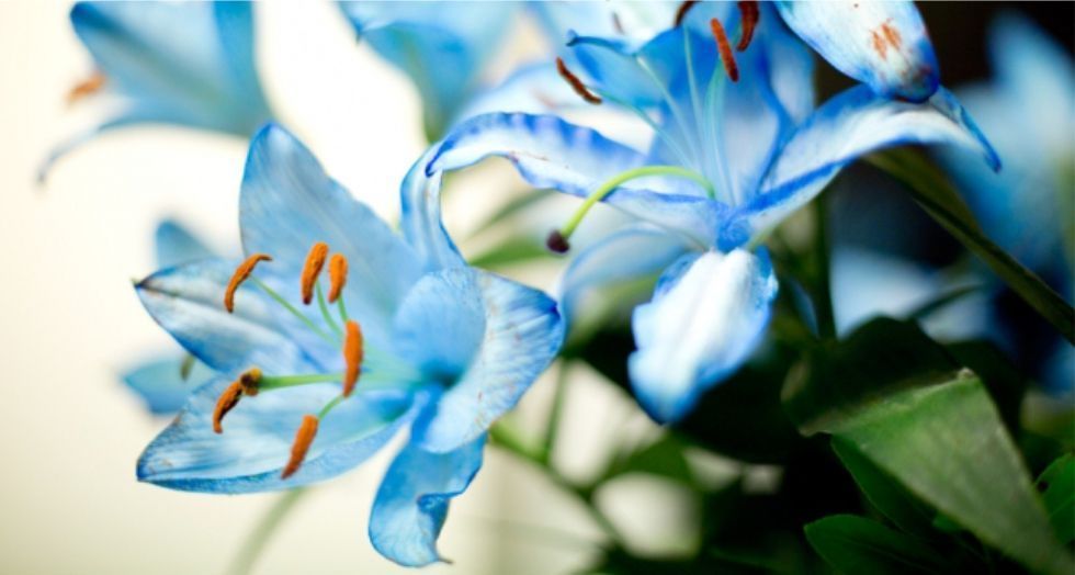 زنابق زرقاء Blue lilies
