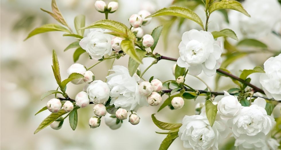 زهور بيضاء White flowers