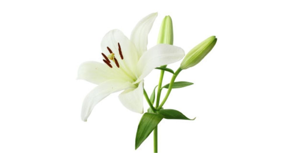 زنبق ابيض White lily