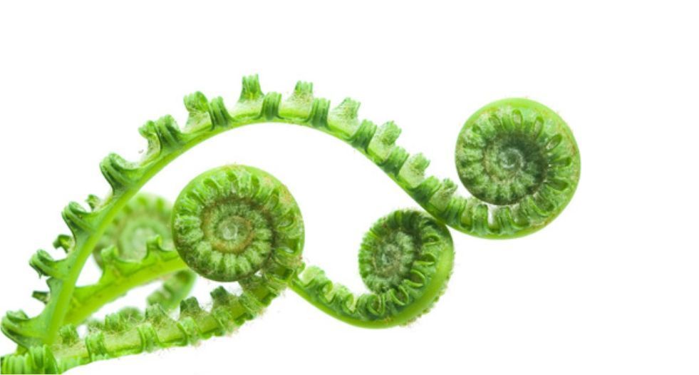 نبات السرخس Fern