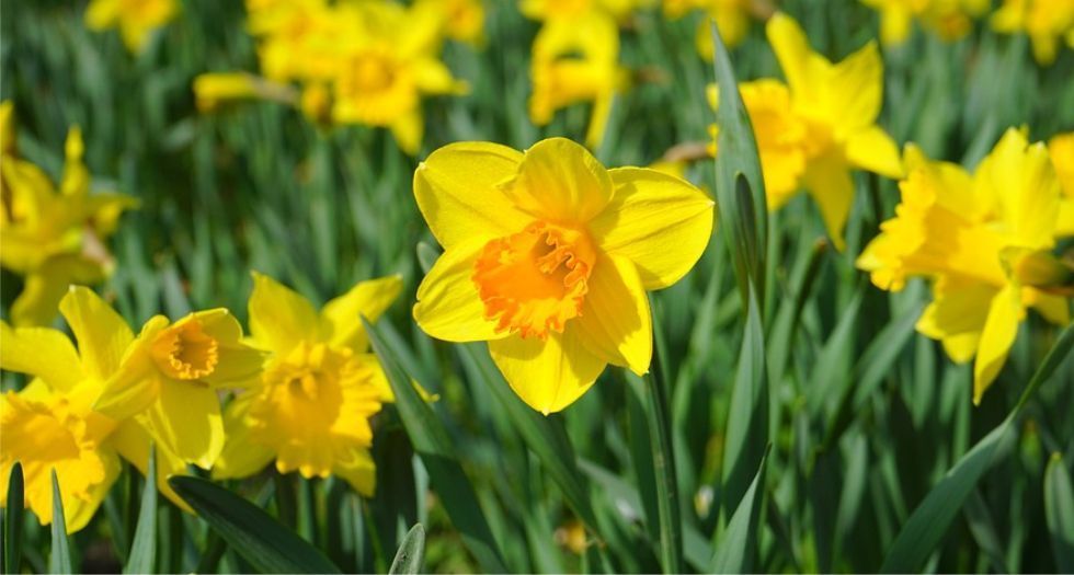النرجس الأصفر Yellow Narcissus
