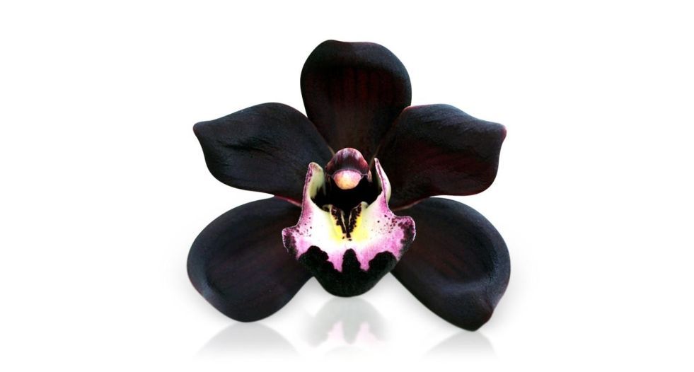 الاوركيد الاسود Black Orchid