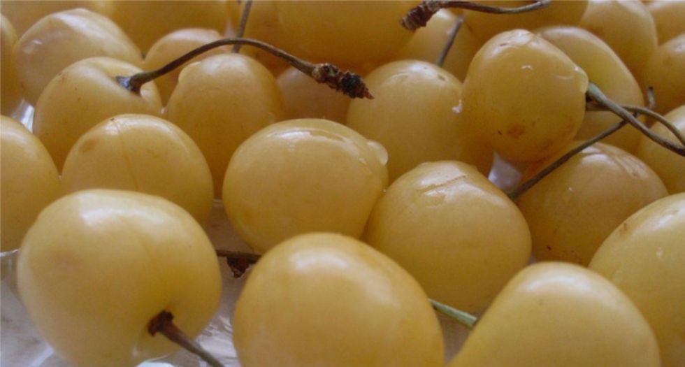 كرز ابيض White Cherry