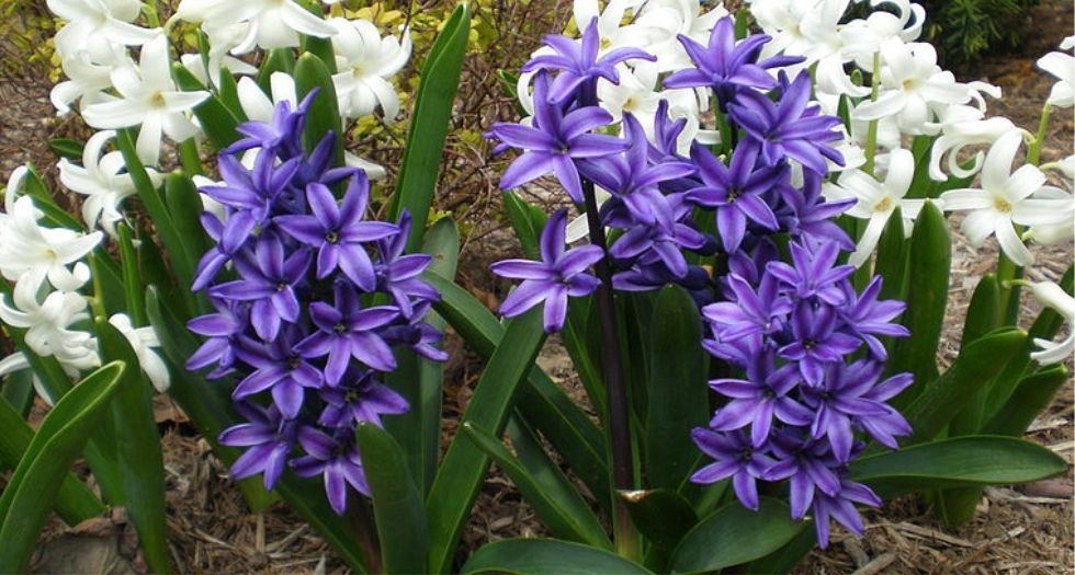 الصفير Hyacinth