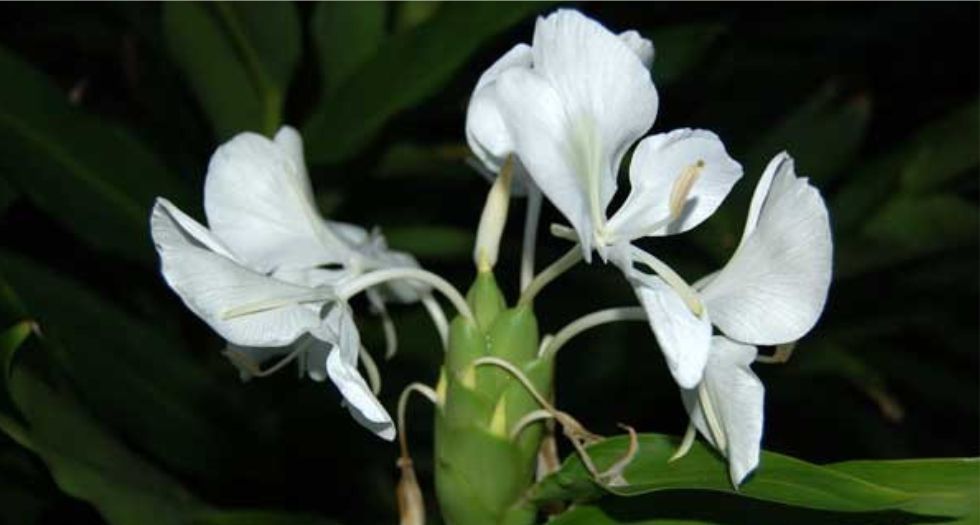 زنبق الزنجبيل الأبيض White Ginger Lily