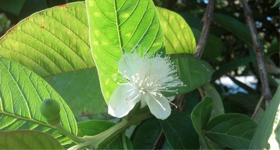 زهر الجوافة Guava blossom