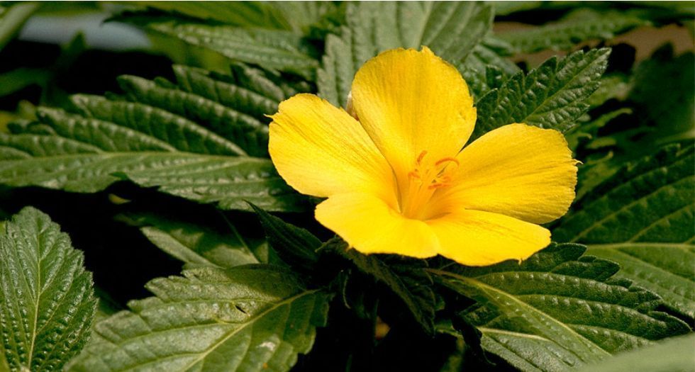 دميانة Turnera diffusa (Damiana)