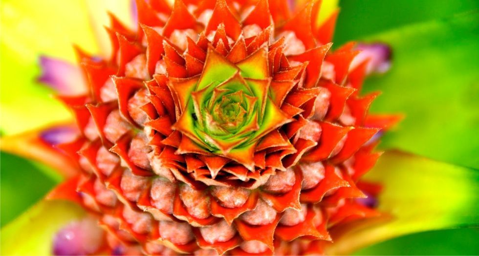 زهرة الأناناس Pineapple blossom