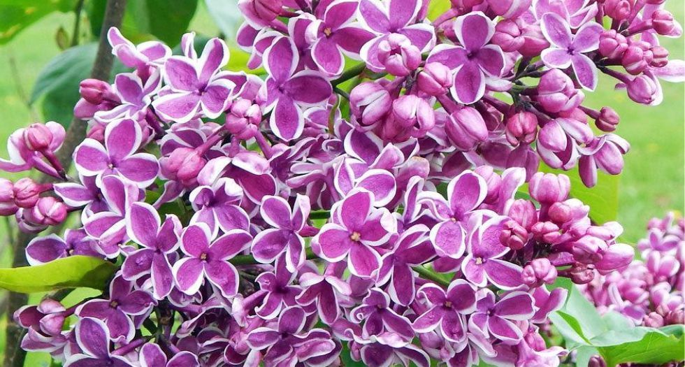 الليلك Lilac (Syringa)