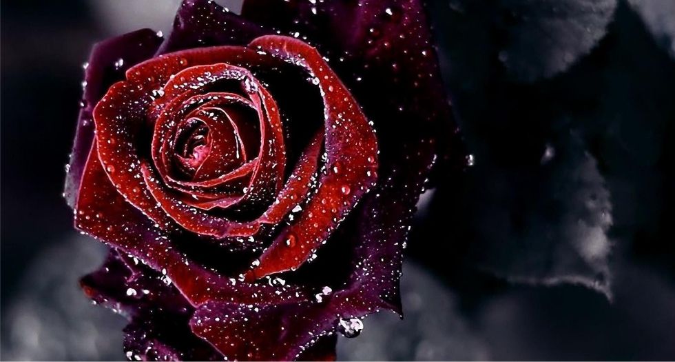 الوردة السوداء Black Rose