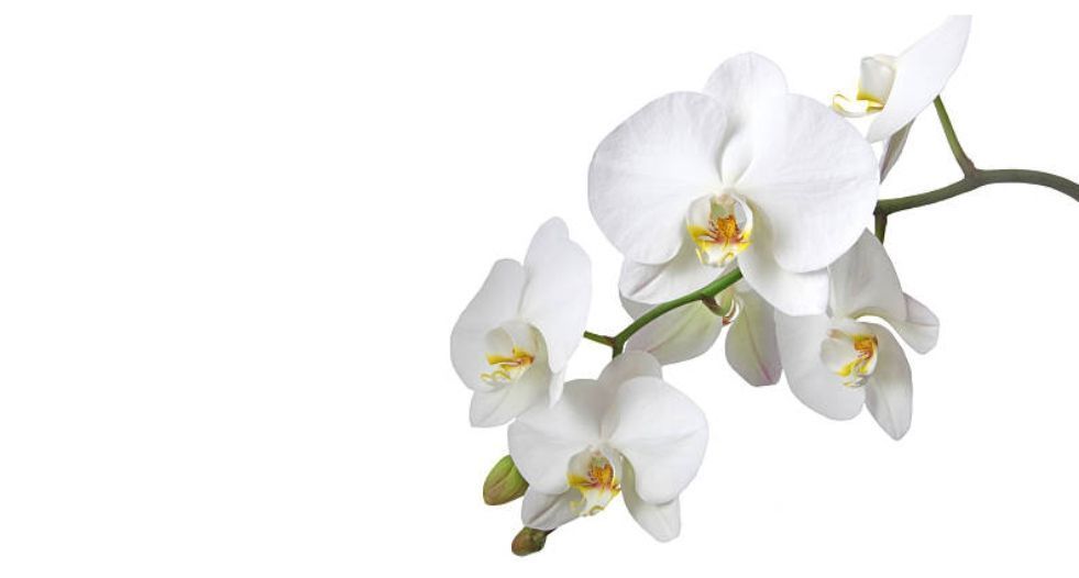 الأوركيد الأبيض White Orchid