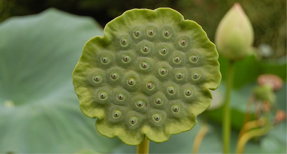 اللوتس الخضراء Green Lotus