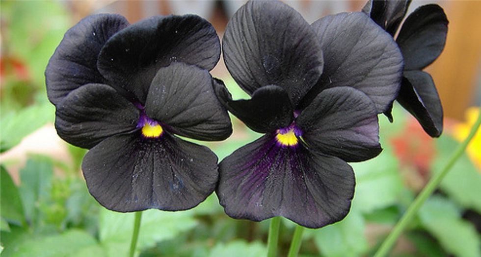 البنفسج الاسود Black Violet