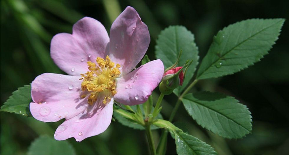 الورد البري Wild Rose
