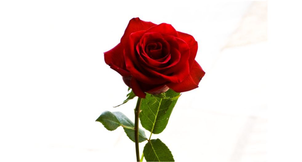 الورد Rose