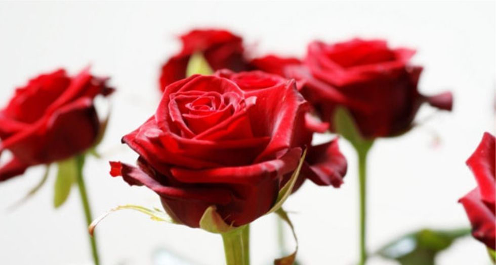 وردة السنتيفوليا tincture of rose