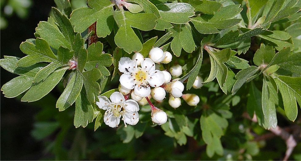 زهرة الزعرور Hawthorn