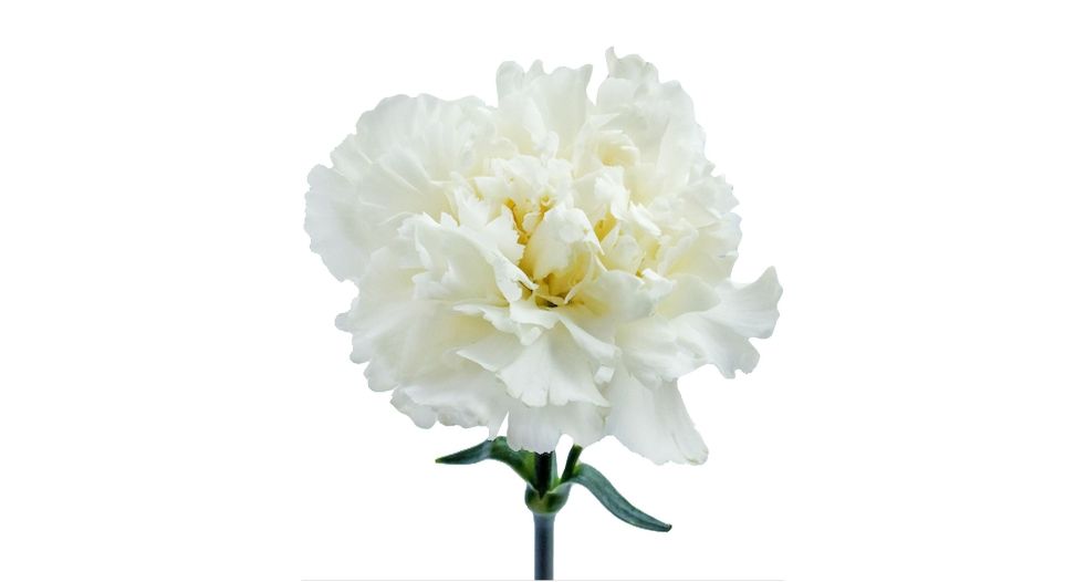 القرنفل الأبيض White Carnation