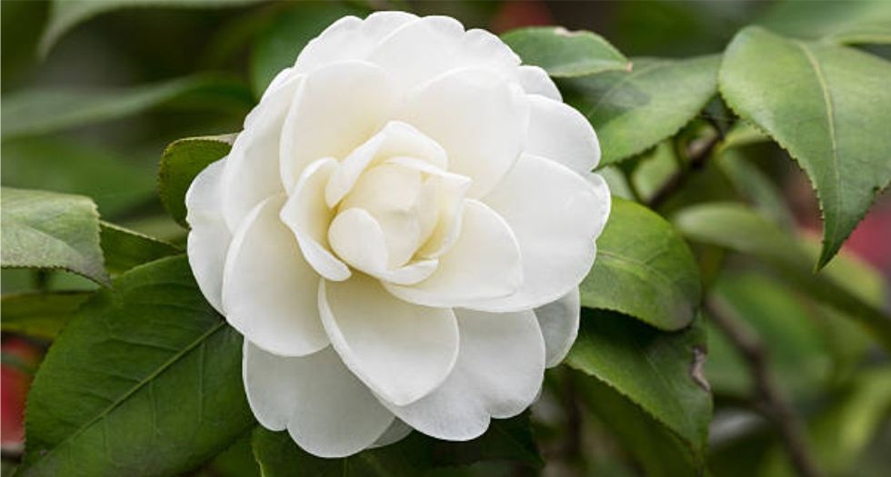 كاميليا بيضاء White Camellia