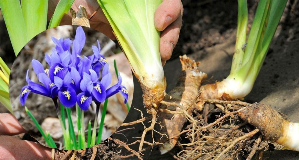 جذر السوسن Orris Root